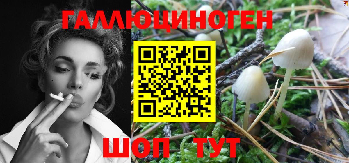 Галлюциногенные грибы GOLDEN TEACHER  Галлюциногенные грибы Psilocybine cubensis  Вход с VPN  Великий Новгород 